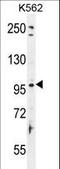 Taste 1 Receptor Member 2 antibody, LS-C161709, Lifespan Biosciences, Western Blot image 