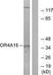 Olfactory Receptor Family 4 Subfamily A Member 16 antibody, TA315847, Origene, Western Blot image 