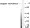 Caspase Recruitment Domain Family Member 6 antibody, TA312643, Origene, Western Blot image 