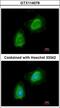 Gelsolin antibody, LS-B4801, Lifespan Biosciences, Immunofluorescence image 