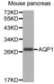 Aquaporin 1 (Colton Blood Group) antibody, abx004503, Abbexa, Western Blot image 