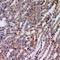 Tensin 3 antibody, orb382465, Biorbyt, Immunohistochemistry paraffin image 