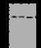 Glutaryl-CoA Dehydrogenase antibody, 203557-T40, Sino Biological, Western Blot image 