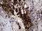 NUOMS antibody, LS-C799887, Lifespan Biosciences, Immunohistochemistry paraffin image 