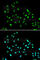 SWI/SNF-Related, Matrix-Associated Actin-Dependent Regulator Of Chromatin, Subfamily A, Containing DEAD/H Box 1 antibody, A5850, ABclonal Technology, Immunofluorescence image 