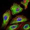 Glypican 3 antibody, GTX60603, GeneTex, Immunofluorescence image 