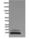 C-X3-C Motif Chemokine Ligand 1 antibody, MA1-031X, Invitrogen Antibodies, Western Blot image 