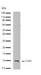 S100 Calcium Binding Protein B antibody, 701340, Invitrogen Antibodies, Western Blot image 