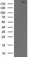 SNF2 Histone Linker PHD RING Helicase antibody, LS-C172351, Lifespan Biosciences, Western Blot image 