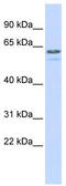 Tripartite Motif Containing 6 antibody, TA337275, Origene, Western Blot image 