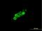 G Protein-Coupled Receptor Class C Group 5 Member C antibody, H00055890-B01P, Novus Biologicals, Immunofluorescence image 