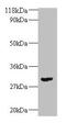 Transforming Growth Factor Beta 2 antibody, LS-B13024, Lifespan Biosciences, Western Blot image 