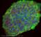 Teratocarcinoma-Derived Growth Factor 1 antibody, ab19917, Abcam, Immunocytochemistry image 