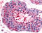 Bestrophin 2 antibody, TA316564, Origene, Immunohistochemistry paraffin image 