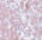 ELOVL Fatty Acid Elongase 7 antibody, 5641, ProSci, Immunohistochemistry frozen image 