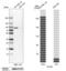 Procollagen-Lysine,2-Oxoglutarate 5-Dioxygenase 3 antibody, PA5-51546, Invitrogen Antibodies, Western Blot image 