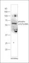 Keratin 18 antibody, orb5871, Biorbyt, Western Blot image 
