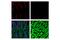 Actin Alpha 2, Smooth Muscle antibody, 36110S, Cell Signaling Technology, Flow Cytometry image 