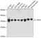 HCLS1 Associated Protein X-1 antibody, A01495-1, Boster Biological Technology, Western Blot image 