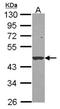 Serpin Family B Member 1 antibody, NBP2-20309, Novus Biologicals, Western Blot image 