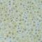 SRY-Box 14 antibody, LS-C748713, Lifespan Biosciences, Immunohistochemistry frozen image 