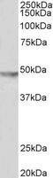 Potassium Voltage-Gated Channel Subfamily J Member 6 antibody, STJ71310, St John