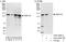 Zinc Finger Protein 316 antibody, A303-248A, Bethyl Labs, Immunoprecipitation image 