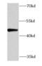 Pyruvate Dehydrogenase Kinase 3 antibody, FNab06278, FineTest, Western Blot image 