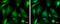 Proteasome 26S Subunit, Non-ATPase 4 antibody, PA5-30135, Invitrogen Antibodies, Immunofluorescence image 