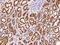 DCMP Deaminase antibody, 102996-T08, Sino Biological, Immunohistochemistry frozen image 