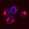 Gamma-Secretase Activating Protein antibody, AF8037, R&D Systems, Immunofluorescence image 