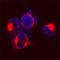 Gamma-Secretase Activating Protein antibody, AF8037, R&D Systems, Immunofluorescence image 