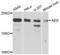 TLE Family Member 5, Transcriptional Modulator antibody, LS-C409423, Lifespan Biosciences, Western Blot image 