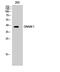 CD226 Molecule antibody, A01094, Boster Biological Technology, Western Blot image 