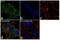 Pim-2 Proto-Oncogene, Serine/Threonine Kinase antibody, 702672, Invitrogen Antibodies, Immunofluorescence image 