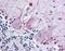 Parathyroid Hormone 2 Receptor antibody, orb85596, Biorbyt, Immunohistochemistry paraffin image 