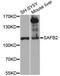 Scaffold Attachment Factor B2 antibody, A12550, ABclonal Technology, Western Blot image 