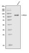 Nuclear factor erythroid 2-related factor 3 antibody, A09888-2, Boster Biological Technology, Western Blot image 