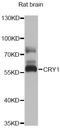Cryptochrome Circadian Regulator 1 antibody, A6890, ABclonal Technology, Western Blot image 