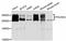 RNA Polymerase II Subunit A antibody, LS-C746901, Lifespan Biosciences, Western Blot image 