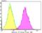 Annexin A4 antibody, NBP2-76976, Novus Biologicals, Flow Cytometry image 