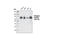 Paxillin antibody, 2541S, Cell Signaling Technology, Western Blot image 