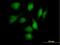 NME/NM23 Family Member 8 antibody, H00051314-B01P, Novus Biologicals, Immunocytochemistry image 