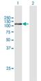 Cap Methyltransferase 1 antibody, H00023070-B01P, Novus Biologicals, Western Blot image 