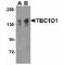 TBC1 Domain Family Member 1 antibody, TA306433, Origene, Western Blot image 