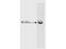 CAMP Responsive Element Binding Protein 1 antibody, GTX27540, GeneTex, Western Blot image 