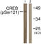 CAMP Responsive Element Binding Protein 1 antibody, LS-C198837, Lifespan Biosciences, Western Blot image 