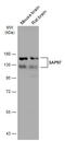 Discs Large MAGUK Scaffold Protein 1 antibody, GTX134011, GeneTex, Western Blot image 