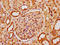 DNA Polymerase Epsilon 4, Accessory Subunit antibody, LS-C681091, Lifespan Biosciences, Immunohistochemistry paraffin image 