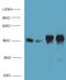 Insulin Like Growth Factor Binding Protein 1 antibody, MBS1498237, MyBioSource, Western Blot image 